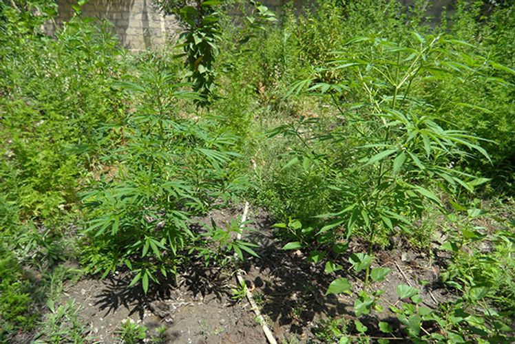 Narkotikanı elə yerdə əkdi ki, başına bəla oldu