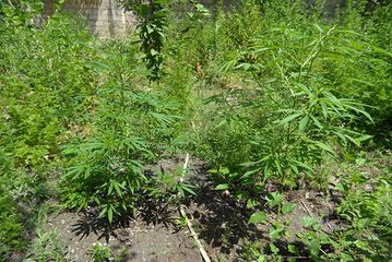 Əkdiyi çətənənin güdazına getdi...