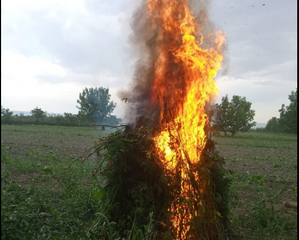 Polis əməliyyat keçirdi: 1 tondan çox çətənə... - FOTO