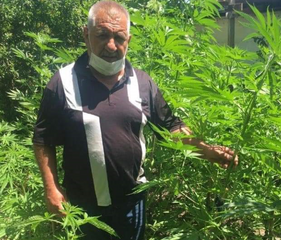 Evinin həyətindən 8 kilodan çox narkotik bitki tapıldı - FOTO