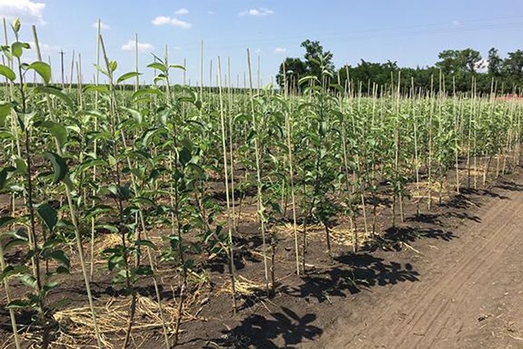 Bağlardan oğurluq edən saxlanıldı