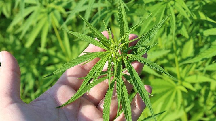 Türkiyəli jurnalistdən narkotiklə bağlı gözlənilməz paylaşım