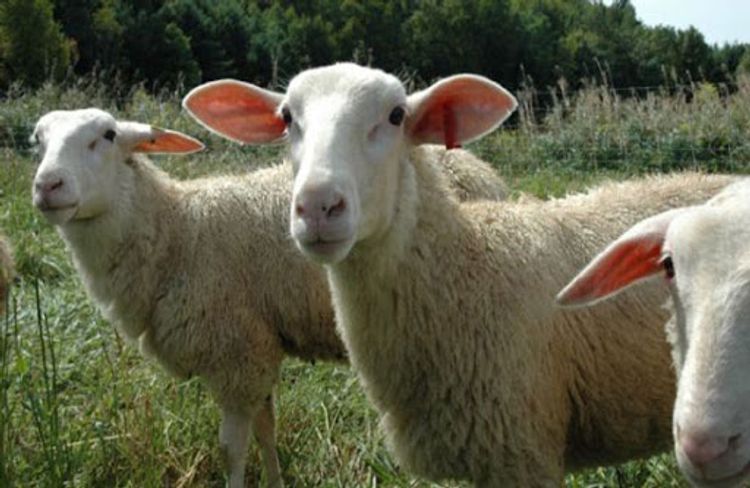  Azərbaycana bu ölkədən heyvan gətirilməsi dayandırıldı – SƏBƏB