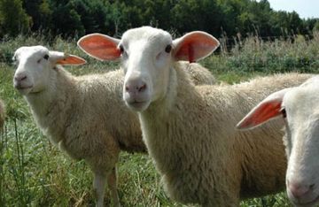  Azərbaycana bu ölkədən heyvan gətirilməsi dayandırıldı – SƏBƏB