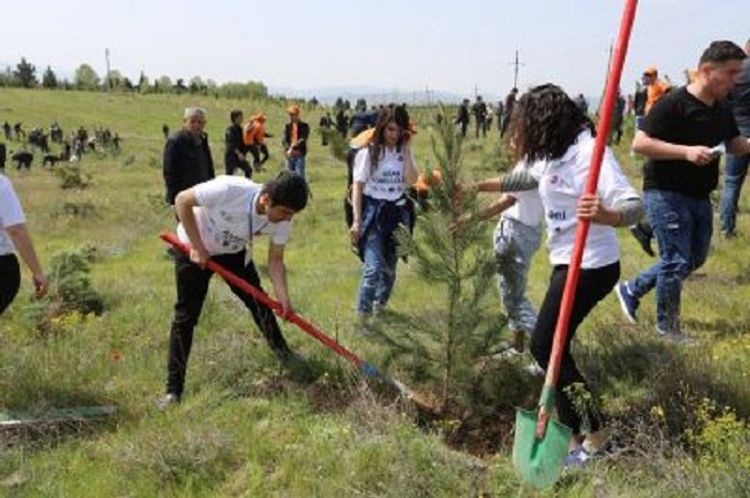 Azərbaycanda 3 gündə 64 mindən artıq ağac əkilib