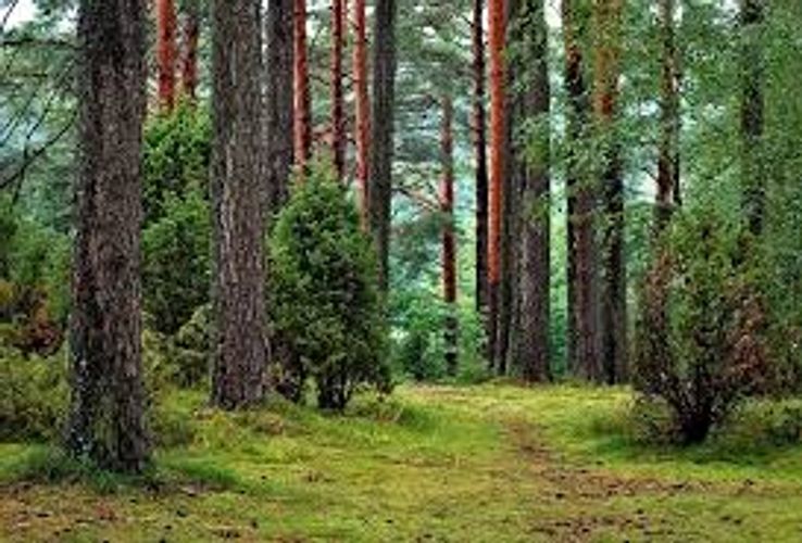 Mərkəzi Nəbatat Bağı meşələrin kompleks monitorinqini aparır