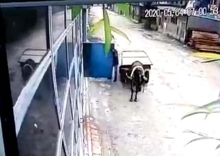 Görünməmiş oğurluq: At arabası ilə gəlib... - FOTO