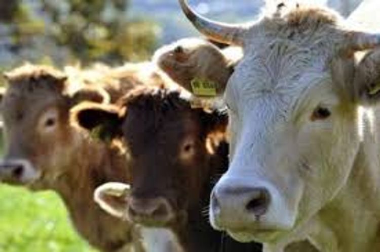 Azərbaycanda bu məhdudiyyət də aradan götürüldü