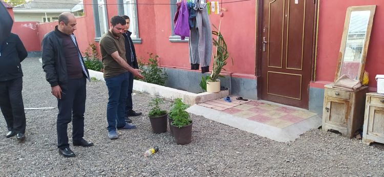 Evində narkotik əkən saxlanıldı - FOTO