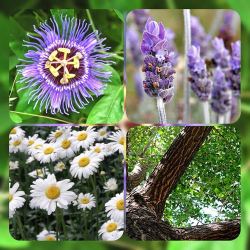 Azərbaycanda koronavirusdan qoruyan bitkilər yetişdirilir