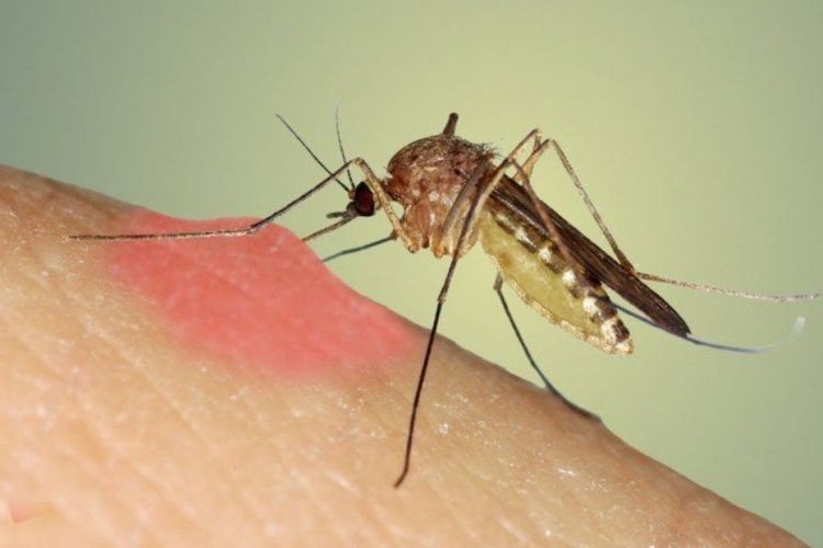 Həşəratlar koronavirus daşıyıcısıdır? – Diqqət olunmalı 7 MƏQAM