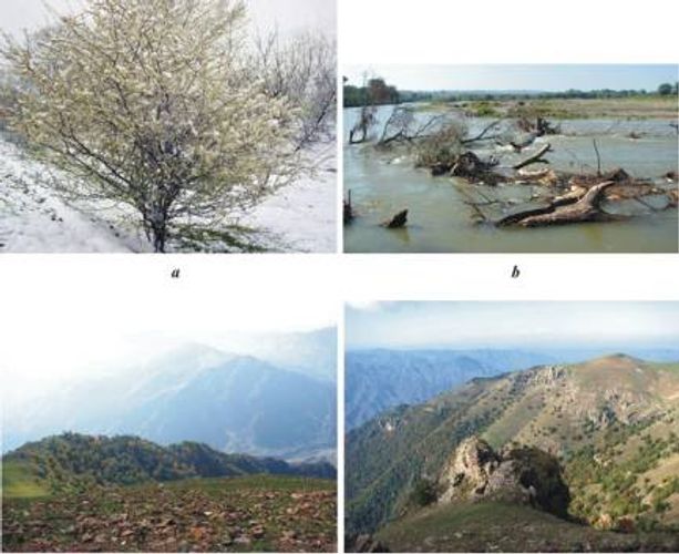  İqlim dəyişikliyi Azərbaycanda bu bitkiləri məhv edə bilər