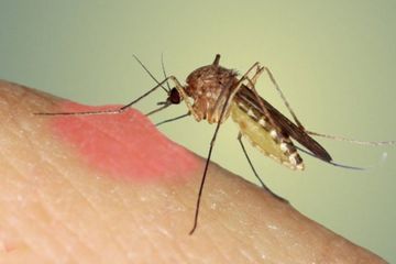 Həşəratlar koronavirus daşıyıcısıdır? – Diqqət olunmalı 7 MƏQAM