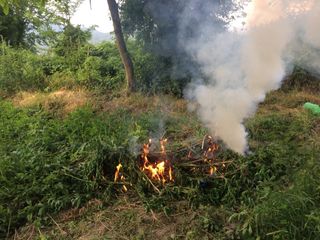 Külli miqdarda çətənə kolu məhv edildi