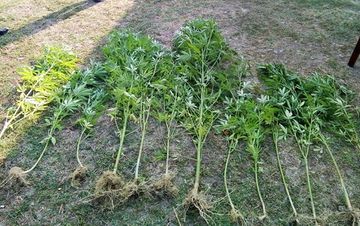 Bakıda 43 ədəd çətən kolu aşkar olundu