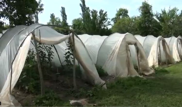 İstixanada narkotik yetişdirən şəxs tutuldu