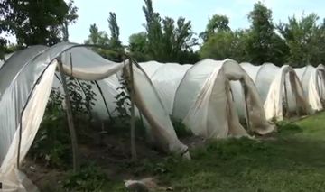 İstixanada narkotik yetişdirən şəxs tutuldu