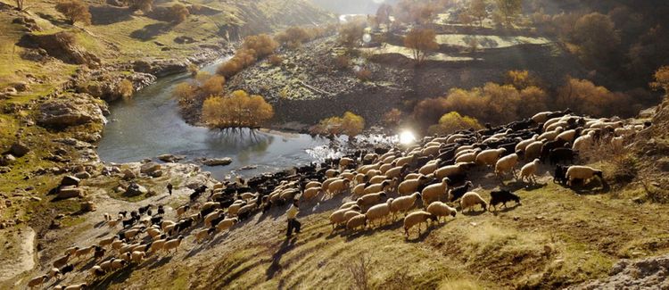 Azyaşlı qoyunlarla birgə bataqlığa düşdü - YENİLƏNİB