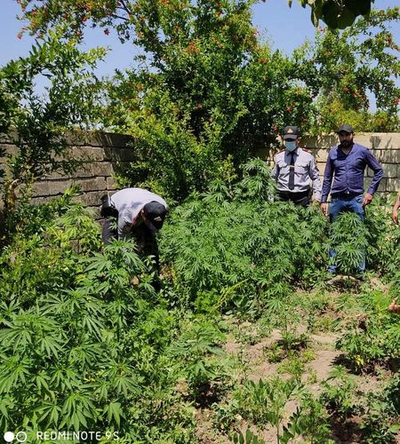 Evin həyətindən külli miqdarda çətənə kolu tapıldı