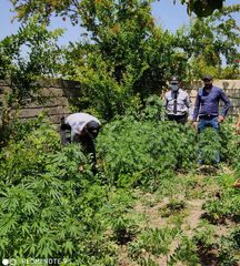 Evin həyətindən külli miqdarda çətənə kolu tapıldı