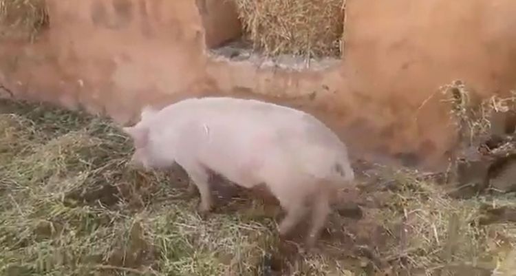 Ermənilər Qubadlıdakı məsciddə donuz saxlayırdı - VİDEO