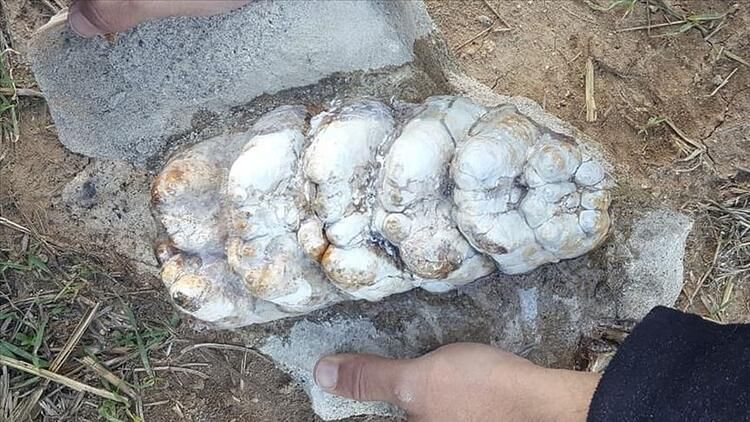 Çanaqqalada 8-9 milyon il əvvələ aid fil dişi tapıldı