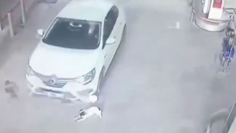 Maşınla it balalarını əzib keçdi - VİDEO