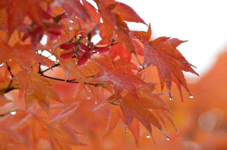 Sabah hava çiskinli olacaq - PROQNOZ