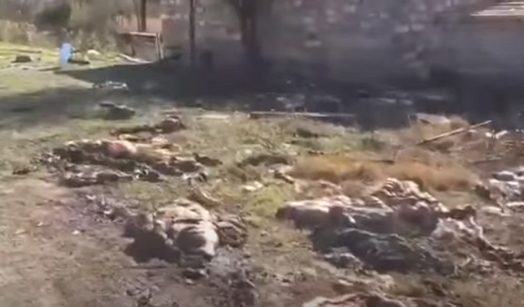 Ermənilər apara bilmədikləri mal-qaranı öldürdülər - VİDEO