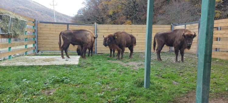 Azərbaycana daha 5 zubr gətirilib - FOTO