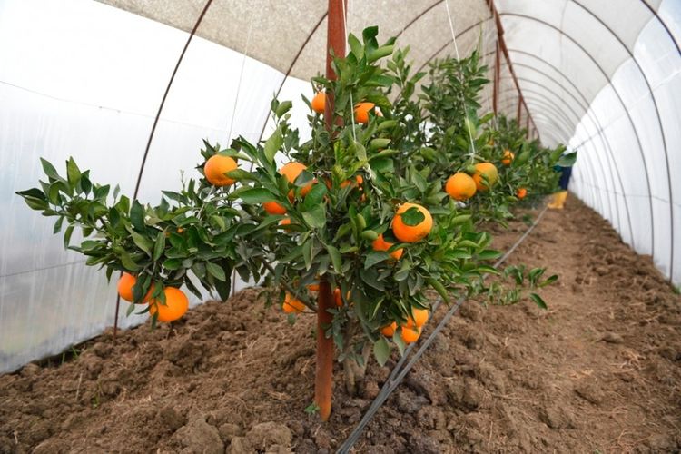 İki min manatlıq sitrus meyvəsi oğurlandı