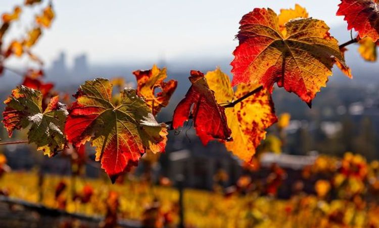Noyabrın ilk günü hava necə olacaq? - PROQNOZ