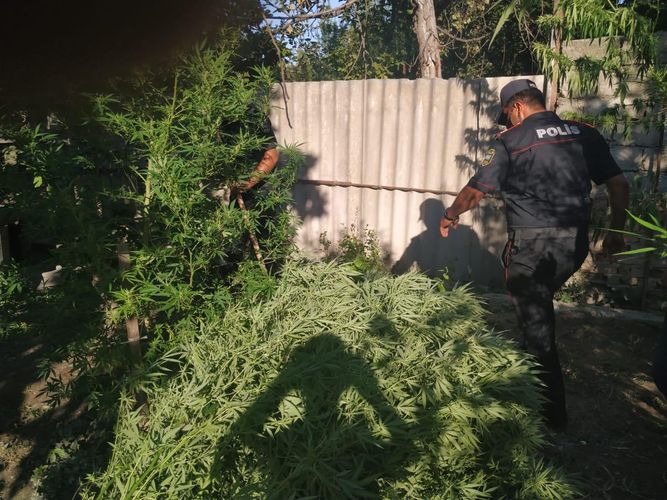 Evinin həyətindən 45 kilo narkotik bitki tapıldı - FOTO