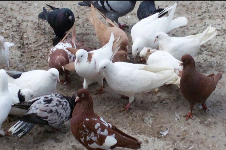 Göyərçin oğrusu saxlanıldı