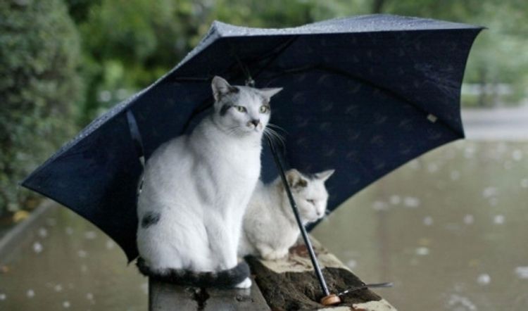 Sabah bu rayonlarda güclü yağış gözlənilir  - PROQNOZ