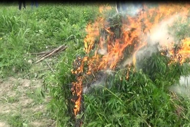 4 tondan çox narkotik bitki yandırıldı
