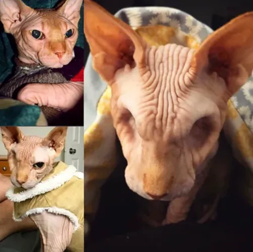 Sosial medianın yeni fenomeni: Gözsüz pişik... - FOTOLENT