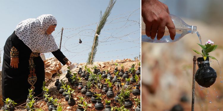 Qaz bombalarından yaranan gül bağçası... - FOTOLENT