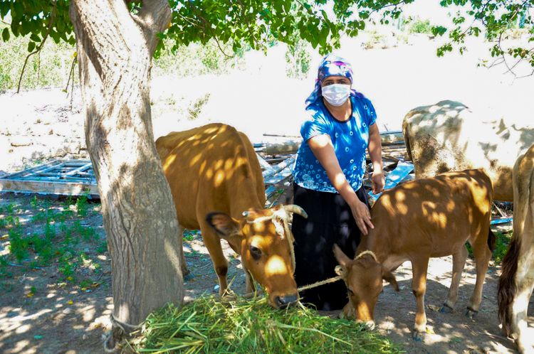 Cəbhə bölgəsində yaşayanlar üçün təsərrüfat qurulur 