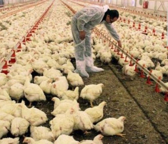 Azərbaycanda quş ətindən bu xəstəliklərə yoluxma təhlükəsi var - XƏBƏRDARLIQ