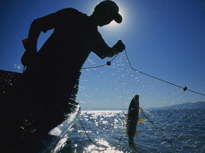 Qanunsuz balıq ovladı: min manatdan çox ziyan vurdu
