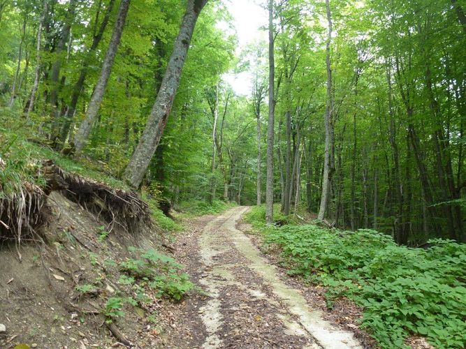 İstirahət mərkəzində 5000-dən çox ağac məhv edildi