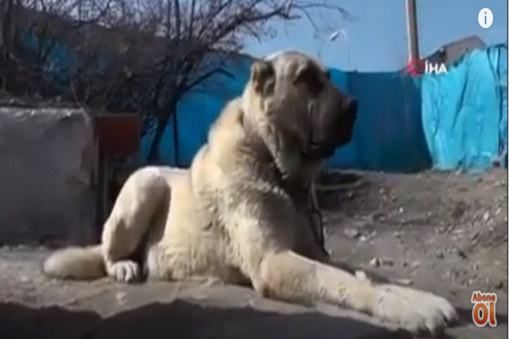 “İtim danışdı, mənə adını dedi”- İnanılmaz HADİSƏ  - VİDEO 