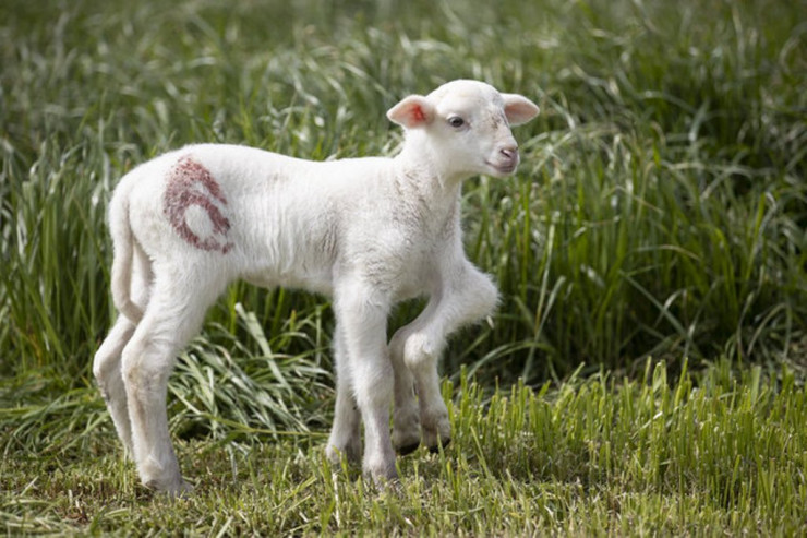 Bu quzu görənləri TƏƏCCÜBLƏNDİRDİ : Onun ayaqları....
