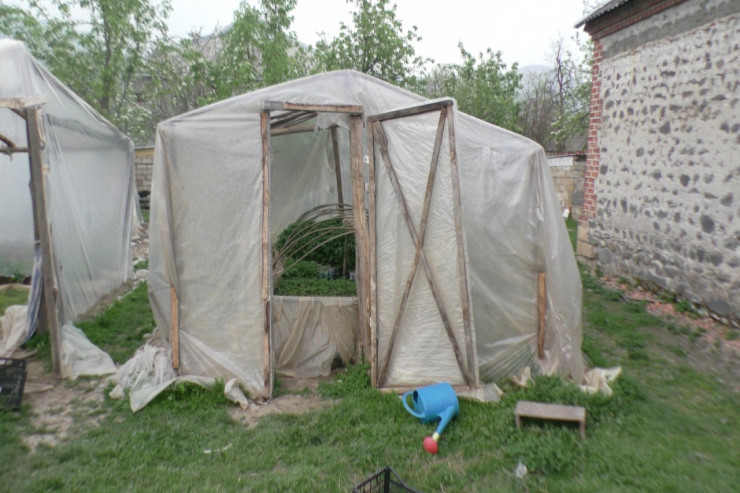 İstixanada pomidor əvəzinə narkotik yetişdirdi