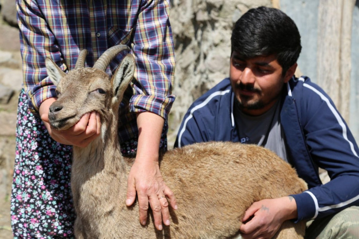 Vəhşi keçini “Şahzadə” edən ailənin  GÖZ YAŞLARI... 
