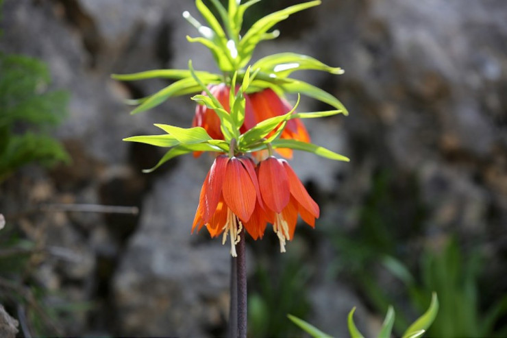 “Ağlayan gəlini” qoparanlar 12 min manat cərimə olunur-FOTO 