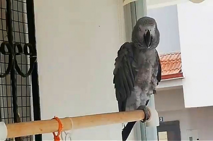 Sosial şəbəkələrin fenomeninə çevrilən quş