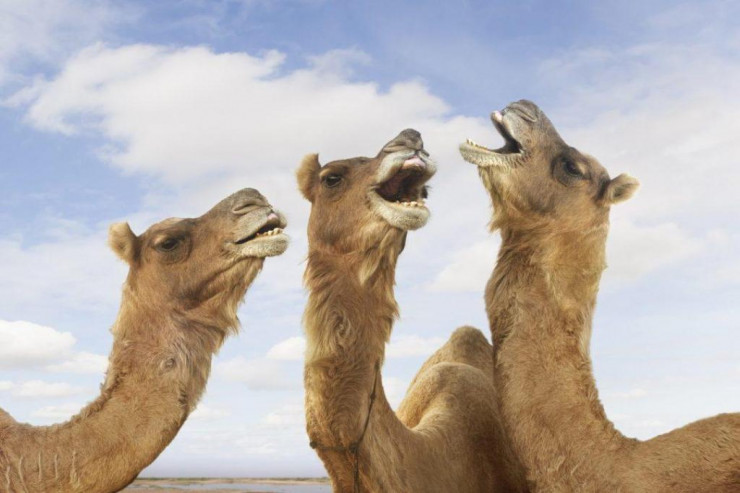 Dəvə ətinin faydaları - İNANMAYACAQSINIZ 