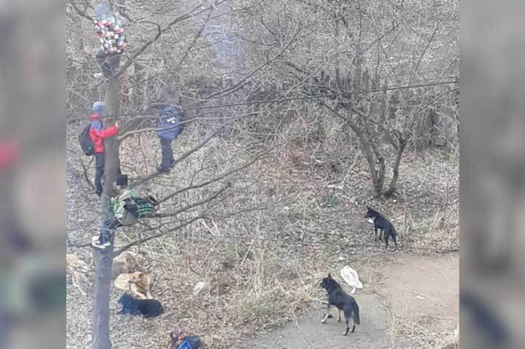 İt sürüsü məktəbliləri qovub ağaca çıxardı -  VİDEO 
